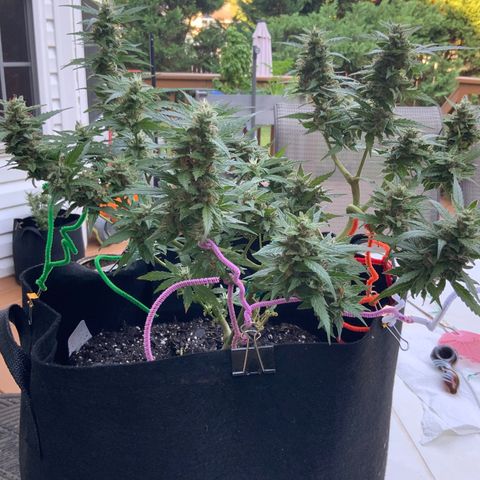 Gorilla Glue 1 7/23 growlog photo: 8a