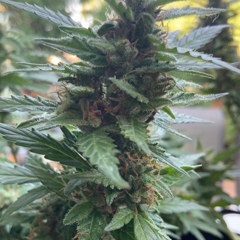 Gorilla Glue 1 7/23 growlog photo: 8a