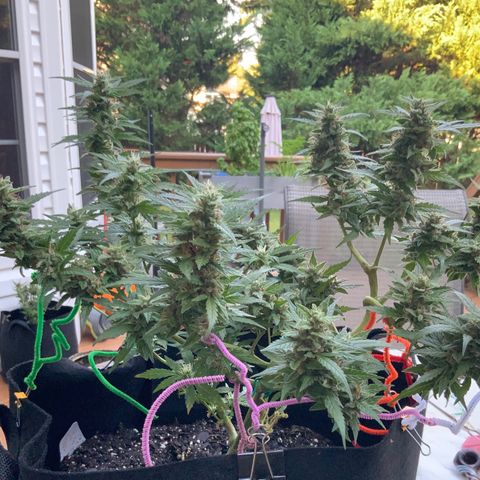 Gorilla Glue 1 7/23 growlog photo: 8a