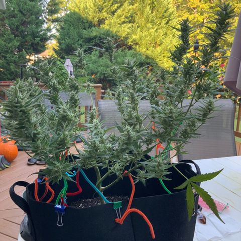 White Widow 7/25 growlog photo: 8a