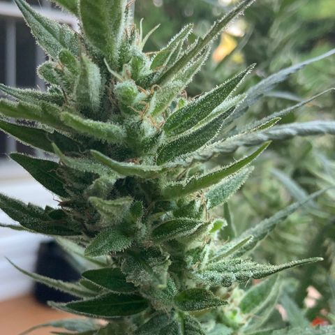 White Widow 7/25 growlog photo: 8a
