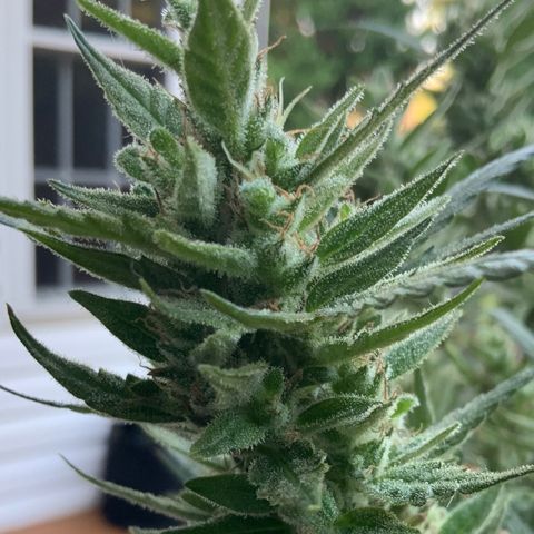White Widow 7/25 growlog photo: 8a