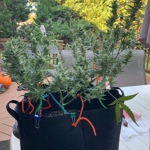 White Widow 7/25 growlog photo: 8a