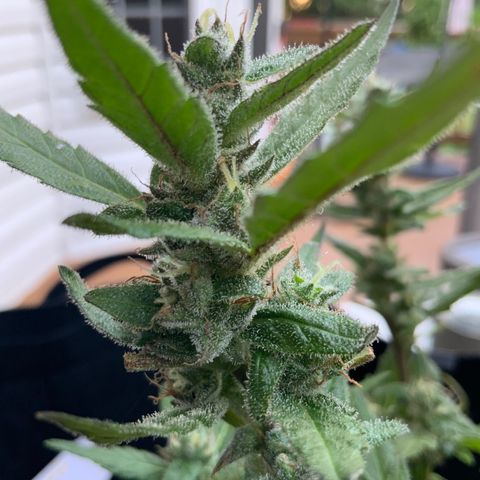 Gorilla Glue 2 7/25 growlog photo: 8a