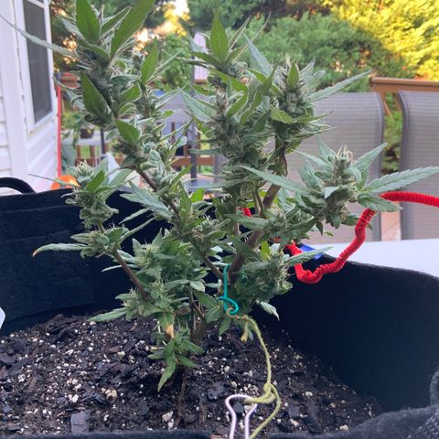 Gorilla Glue 2 7/25 growlog photo: 8a