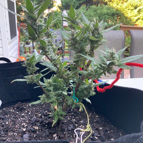 Gorilla Glue 2 7/25 growlog photo: 8a