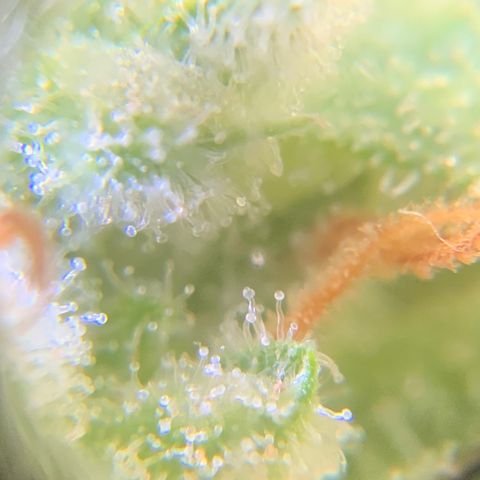 Bruce Banner 7/22 growlog photo: 5p