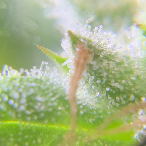 Bruce Banner 7/22 growlog photo: 5p