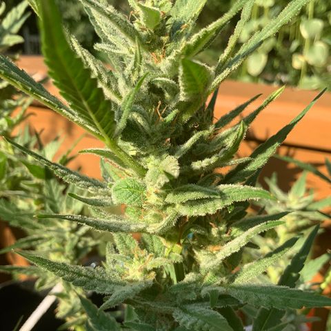 Bruce Banner 7/22 growlog photo: 5p