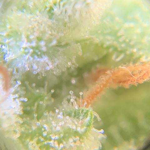 Bruce Banner 7/22 growlog photo: 5p