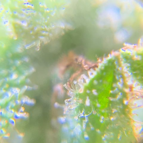 Gorilla Glue 1 7/23 growlog photo: 5p