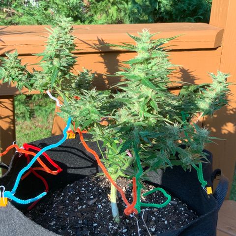 Gorilla Glue 1 7/23 growlog photo: 5p