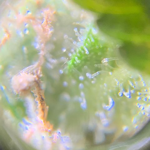 Gorilla Glue 1 7/23 growlog photo: 5p