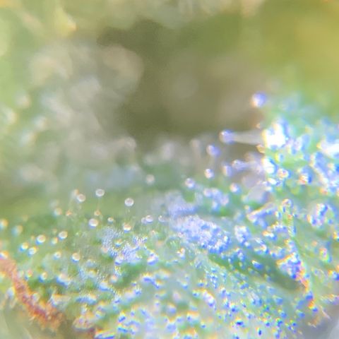 Gorilla Glue 1 7/23 growlog photo: 5p