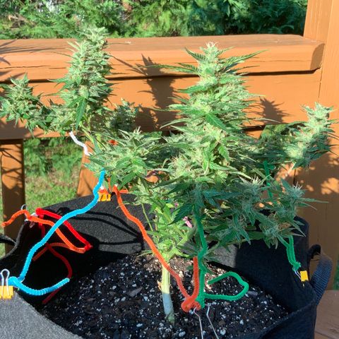 Gorilla Glue 1 7/23 growlog photo: 5p