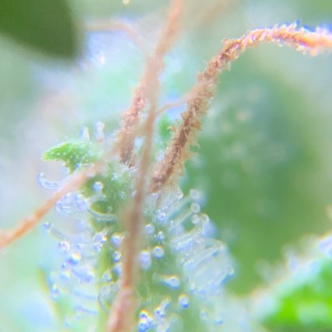 Gorilla Glue 1 7/23 growlog photo: 5p
