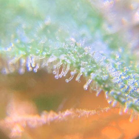 Gorilla Glue 1 7/23 growlog photo: 5p