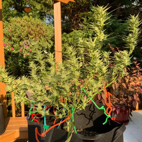 White Widow 7/25 growlog photo: 5p