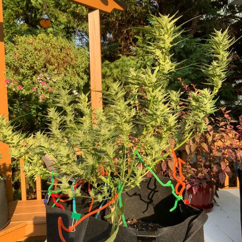 White Widow 7/25 growlog photo: 5p