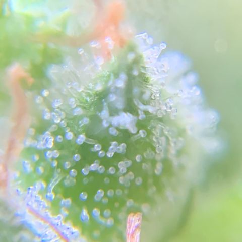 White Widow 7/25 growlog photo: 5p