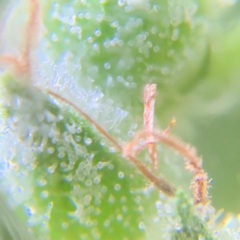 White Widow 7/25 growlog photo: 5p