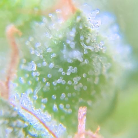 White Widow 7/25 growlog photo: 5p