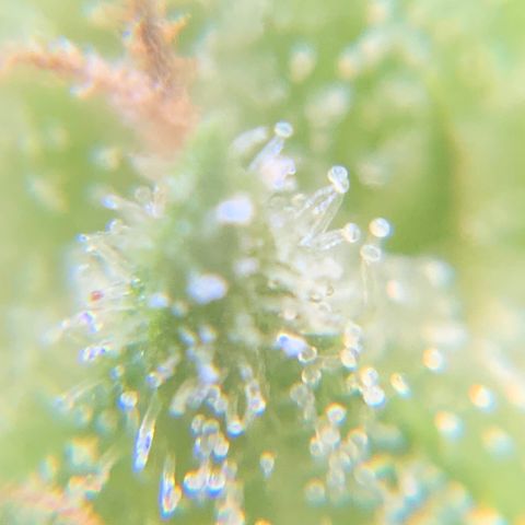 White Widow 7/25 growlog photo: 5p