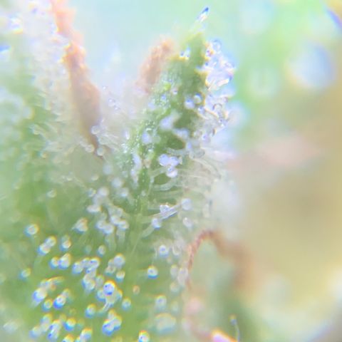 White Widow 7/25 growlog photo: 5p