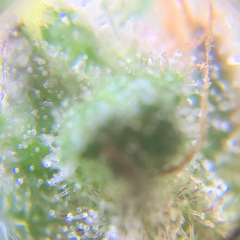Gorilla Glue 2 7/25 growlog photo: 5p