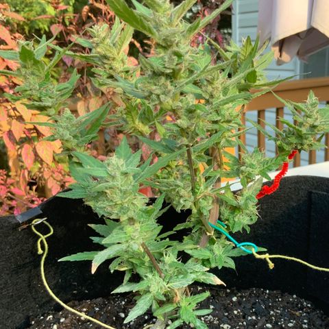 Gorilla Glue 2 7/25 growlog photo: 5p