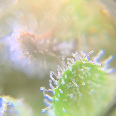 Gorilla Glue 2 7/25 growlog photo: 5p