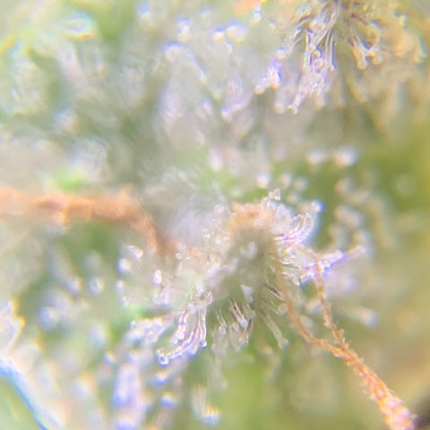 Gorilla Glue 2 7/25 growlog photo: 5p