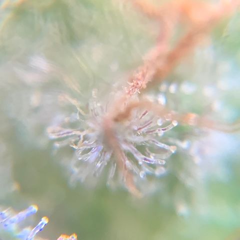 Gorilla Glue 2 7/25 growlog photo: 5p
