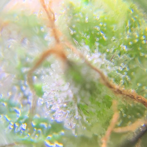Gorilla Glue 2 7/25 growlog photo: 5p