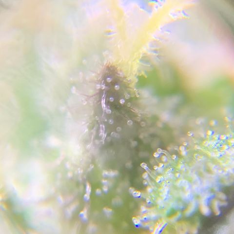 Gorilla Glue 2 7/25 growlog photo: 5p
