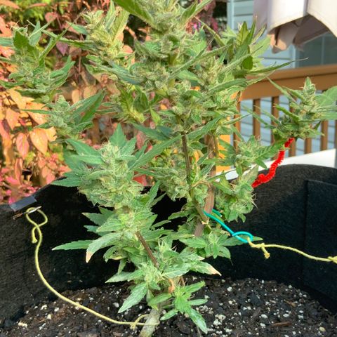 Gorilla Glue 2 7/25 growlog photo: 5p