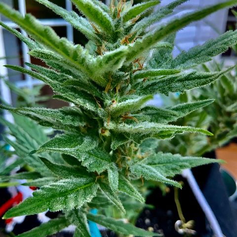 Bruce Banner 7/22 growlog photo: 8a