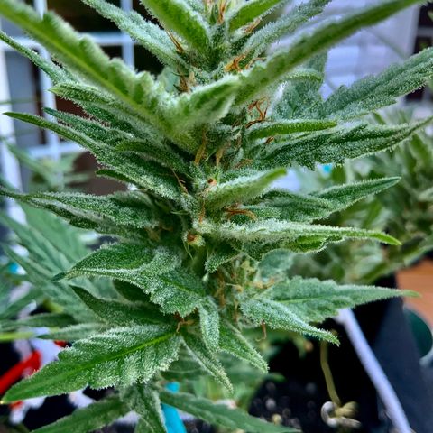 Bruce Banner 7/22 growlog photo: 8a