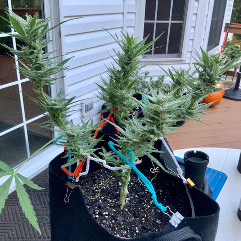 Bruce Banner 7/22 growlog photo: 8a