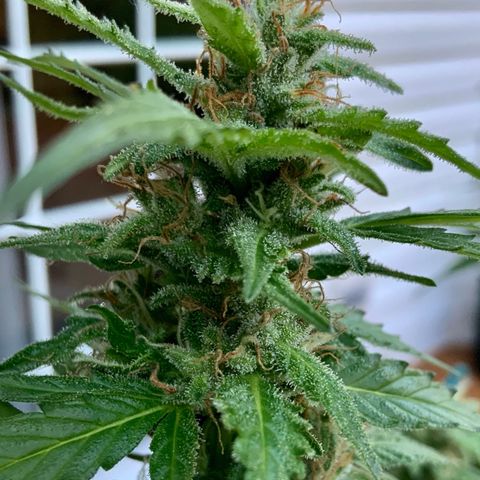 Gorilla Glue 1 7/23 growlog photo: 8a