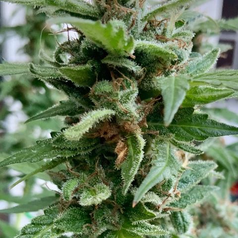Gorilla Glue 1 7/23 growlog photo: 8a