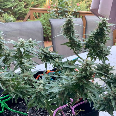Gorilla Glue 1 7/23 growlog photo: 8a