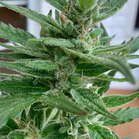 White Widow 7/25 growlog photo: 8a