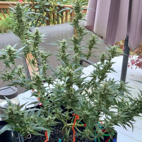 White Widow 7/25 growlog photo: 8a