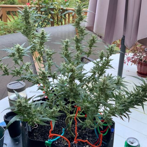 White Widow 7/25 growlog photo: 8a