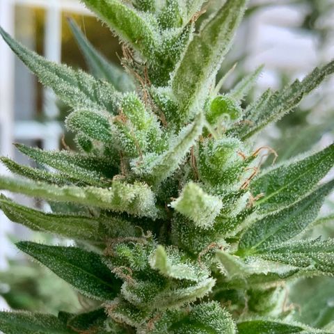 White Widow 7/25 growlog photo: 8a