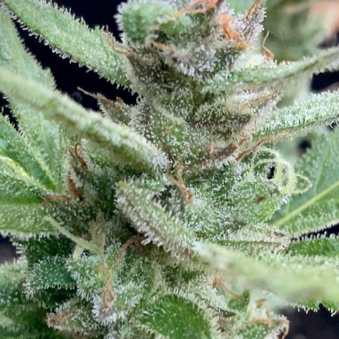 Gorilla Glue 2 7/25 growlog photo: 8a