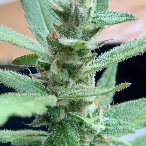 Gorilla Glue 2 7/25 growlog photo: 8a