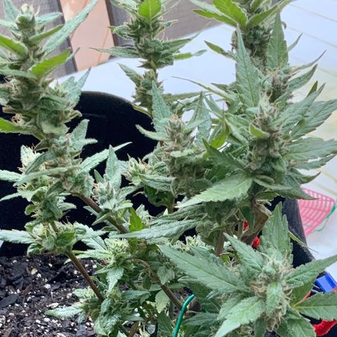 Gorilla Glue 2 7/25 growlog photo: 8a