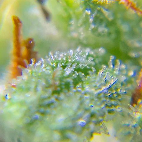 Bruce Banner 7/22 growlog photo: 9a